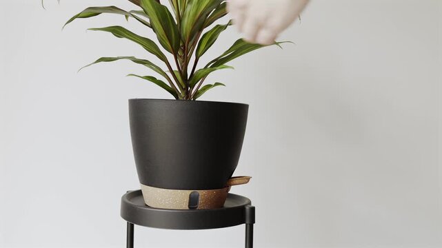 Woman picking up a potted houseplant from a black stand. Close-up of a woman's hands in a cozy white sweater lifting and removing a black plastic flower pot with a green plant