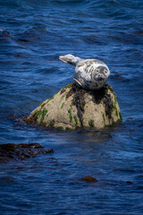 Focas grises ( Halichoerus gryus) sobre una roca a la Dalkey Island, Irlanda © Xevi Vilaregut