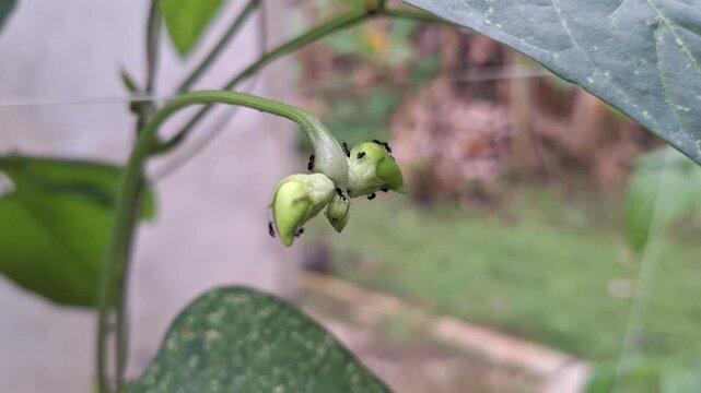 Black ants vigna unguiculata sesquipedalis crawling on a young green long bean flower bud in a backyard agricultural garden