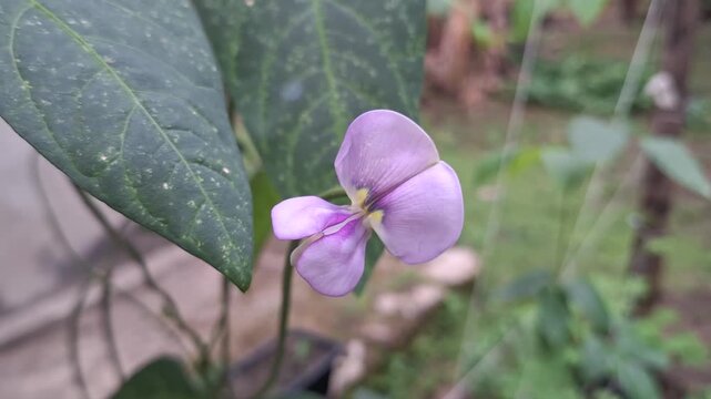 Beautiful blooming purple long bean flower vigna unguiculata sesquipedalis on a green vine branch at a backyard vegetable garden