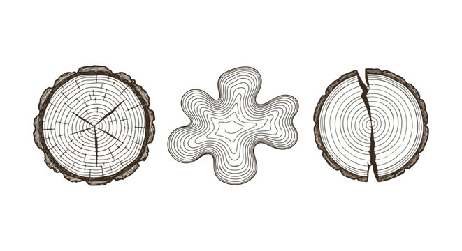Wood slices illustration. Tree rings cross-sections. Engraving style. Organic wood grain. Natural texture.