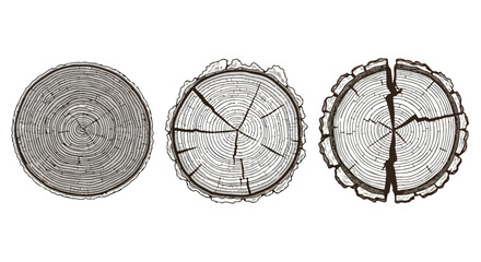 Tree Trunk Cross-Sections. Vintage Engraving Style. Wood Grain Texture. Hand-Drawn Illustration. © khafid