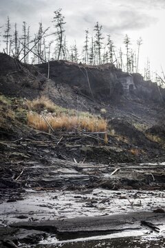 Duwanni Jar, bank of the Kolyma, the bank breaks off due to thawing permafrost, trees sink, drunken trees, Yakutia, Russia
