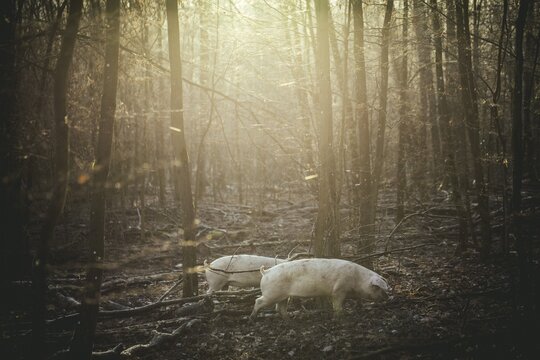 Acorn-fed pigs, Iphofen, Lower Franconia, Franconia, Bavaria, Germany