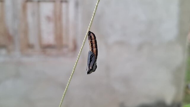 Butterfly chrysalis lepidoptera pupa hanging from a nylon string with a blurred rustic house wall background during daylight