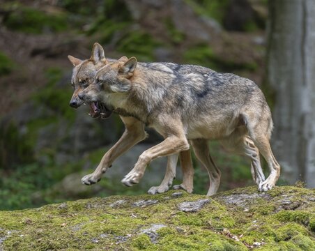 Wolves (Canis lupus) standing on a rock covered with moss, social behaviour, captive, Bavarian Forest National Park, Bavaria, Germany