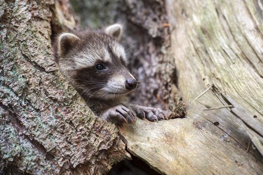 Young raccoon (Procyon lotor) on a discovery tour, Steinhagen, North Rhine-Westphalia, Germany