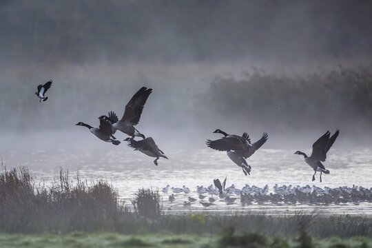Canada Goose, Branta Canadensis, birds in flight over marshes, Devon, England, United Kingdom