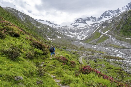 Mountaineers on a hiking trail between blooming alpine roses, view of the Schlegeisgrund valley, glaciated mountain peaks Hoher Weiszint and Dosso Largo with Schlegeiskees glacier, Berliner H&ouml;henweg, Zillertal, Tyrol, Austria