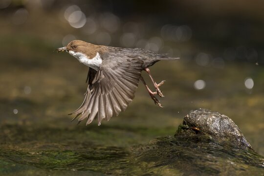 White-breasted dipper (Cinclus cinclus ) flies off, Bach, Blomberg, North Rhine-Westphalia, Germany