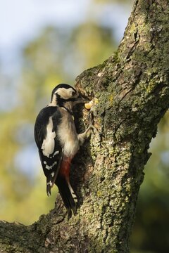 Great spotted woodpecker (Dendrocopos major) adult bird storing an acorn in a tree trunk in autumn, Suffolk, England, United Kingdom