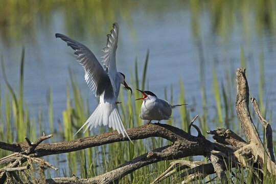 Common Tern (Sterna hirunda) Courtship, male presents bridal gift to female, Central Sweden, Sweden, Scandinavia