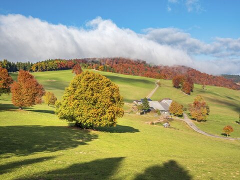View of typical Black Forest landscape, farm and green meadows with old grazing beech trees in full autumn colors, clouds moving over the summit of Schauinsland, blue sky, Black Forest, Baden-W&uuml;rttemberg, Germany