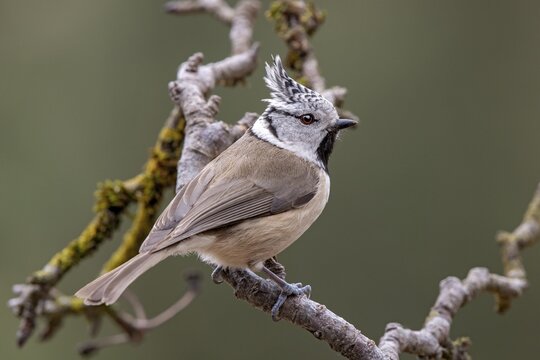 Crested Tit (Parus cristatus), sitting on a branch, Tyrol, Austria