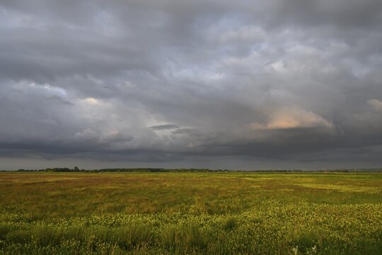 Wet meadow with flowering rattle pot (Rhinanthus spec.) in warm light under a partly dramatically cloudy sky, Ochsenmoor, D&uuml;mmerniederung, Lower Saxony, Germany