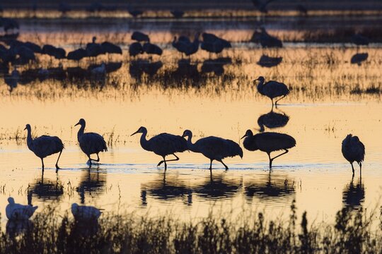 Sandhill Cranes (Grus canadensis) at sunrise, dawn, Bosque del Apache Wildlife Refuge, New Mexico, North America, USA