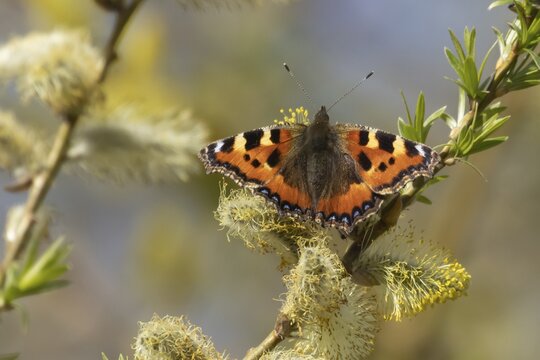 Small tortoiseshell butterfly (Aglais urticae) adult insect feeding on Goat willow (Salix caprea) blossom flowers in spring, Herefordshire, England, United Kingdom