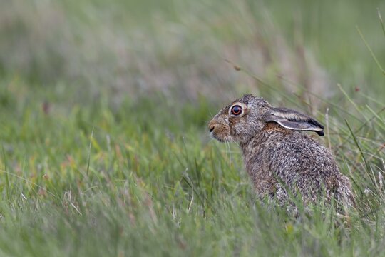 The laid-back ears signalise that the brown hare (Lepus europaeus) is about to press into the grass or take flight, Germany