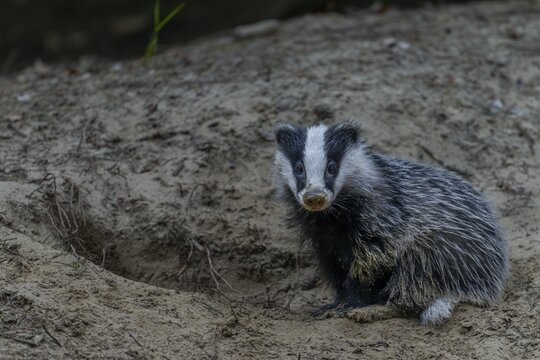 Just 3 months old, the badger (Meles meles) is practising digging in the fine sand, animal children, cute, cute, cute, nocturnal, Germany