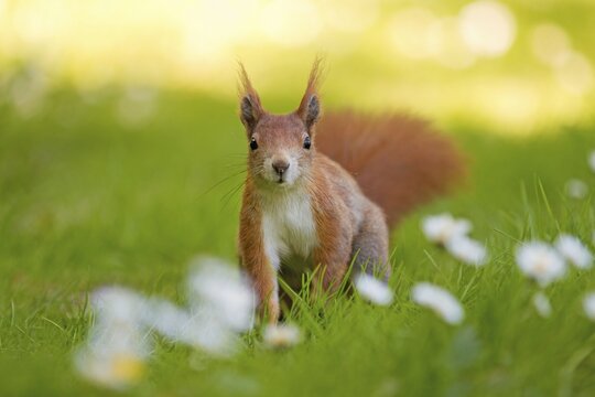Eurasian red squirrel (Sciurus vulgaris) looking curiously at the photographer, Clara Zetkin Park, Leipzig