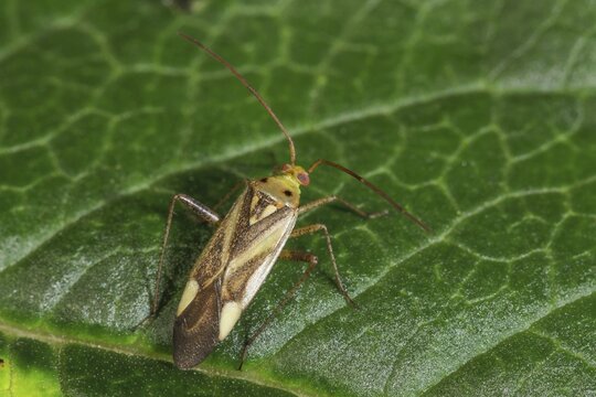 Soft bug (Miridae sp.) on green leaf with natural background, close-up, Baden-W&uuml;rttemberg, Germany