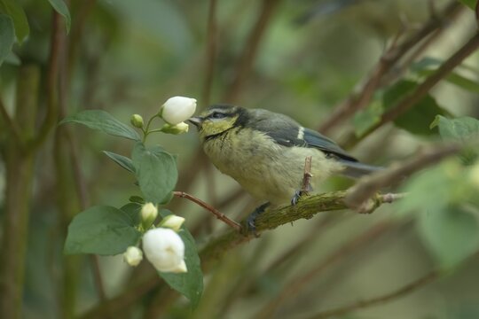 Blue tit (Cyanistes Caeruleus) juvenile bird perched in a garden shrub in summer, England, United Kingdom
