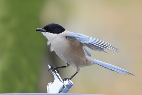 Blue magpie (Cyanopica cyanus), Algarve, Portugal