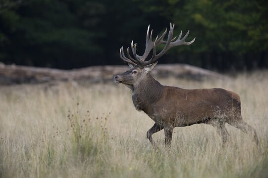 Red Deer (Cervus elaphus), stag, Copenhagen, Denmark