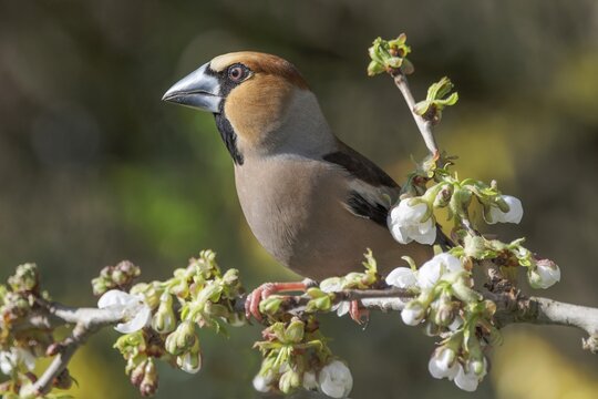 A male hawfinch (Coccothraustes coccothraustes) sitting on a flowering cherry branch, Baden-W&uuml;rttemberg, Germany