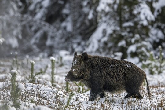 The wild boar (Sus scrofa) pauses for a moment, then moves purposefully into the neighbouring coniferous forest, winter, snow, cold, intoxication, mating season, November, Denmark