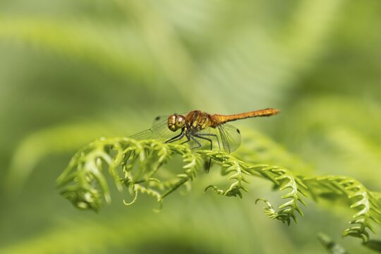 Common darter dragonfly (Sympetrum striolatum) adult insect resting on a Bracken plant leaf, Suffolk, England, United Kingdom