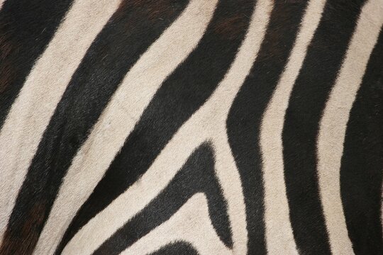 Plains Zebra (Equus quagga), fur detail, captive, Thuringia, Germany