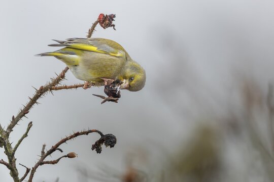 A male greenfinch (Chloris chloris) has opened the rose hip of a potato rose (Rosa rugosa) to get at the nutritious seeds, border, Germany