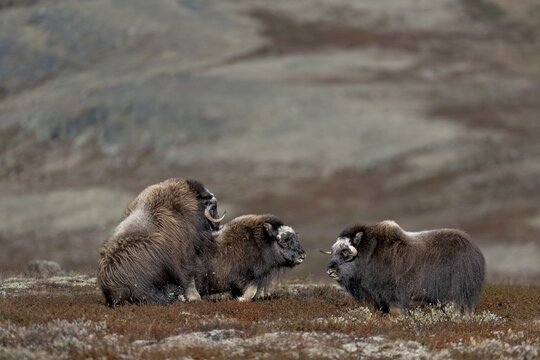 Again and again, the musk ox calves (Ovibos moschatus) challenge young conspecifics to fight, play, test of strength, fight, fight, autumn, Ruska, autumn colours, Tundra landscape, Norway