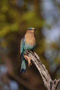 Indian roller (Coracias benghalensis) adult bird on a tree branch, Bandhavgarh, Madhya Pradesh, India