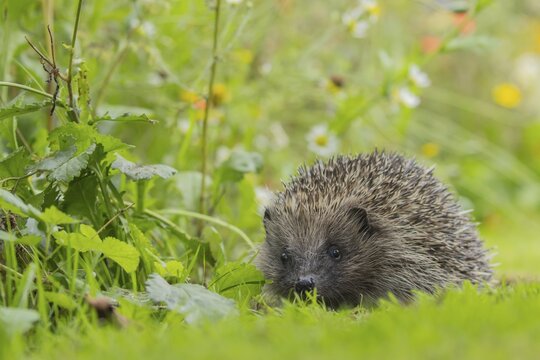 European hedgehog (Erinaceus europaeus) adult animal on a garden grass lawn, Suffolk, England, United Kingdom