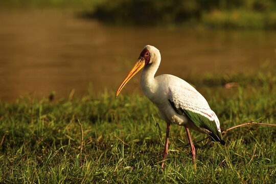 Yellow-billed stork (Mycteria ibis) on shores of Chobe River, Botswana