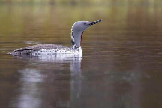 Red-throated diver (Gavia stellata) in breeding plumage on a lake in Sweden, Knuth&ouml;jdsmossen, H&auml;llefors, &Ouml;rebro l&auml;n, Sweden