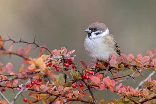 Tree sparrow (Passer montanus) sitting in a barberry bush, Littlewood Ranch, Limbach, Burgenland, Austria