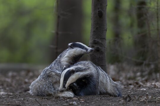 A pair of badgers (Meles meles) grooming each other at the roof castle, fun, joie de vivre, togetherness, nocturnal, Germany