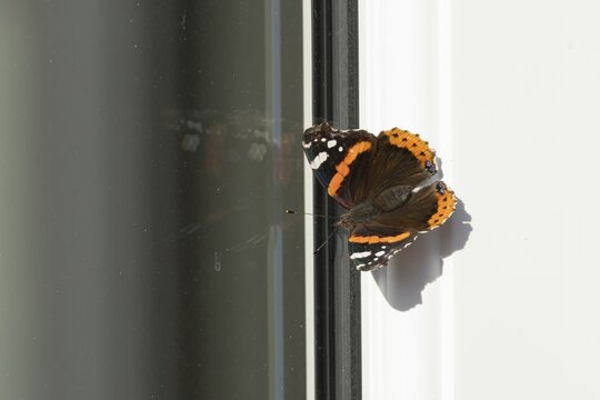 Red admiral butterfly (Vanessa atalanta) adult insect resting on a house window frame in summer, England, United Kingdom