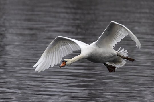 Swan in side view flying just above calm water, Mute Swan, (cygnus olor), wildlife, Germany