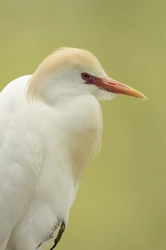 Cattle egret (Bubulcus ibis), portrait, Camargue, France