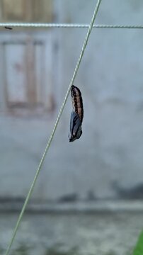 Butterfly chrysalis lepidoptera pupa hanging tightly from a nylon string with a blurred rustic house background