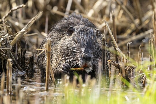 Nutria (Myocastor coypus), beaver rat, foraging in reeds, wildlife, Germany