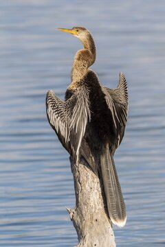 Anhinga (Anhinga anhinga) drying its wings, Florida, Everglades, USA