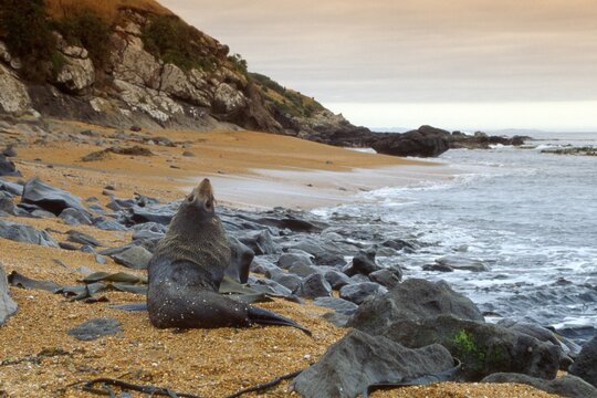 Southern - or New Zealand Fur Seal (Arctocephalus forsteri), South Island, New Zealand