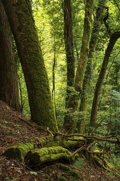 Forest and trees in the Wolfsschlucht (Wolf Gorge) in the Odenwald. Zwingenberg, Neckar-Odenwald district, Baden-W&uuml;rttemberg, Germany