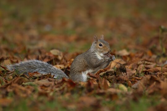 Grey squirrel (Sciurus carolinensis) adult animal eating an acorn nut amongst fallen autumn tree leaves, England, United Kingdom