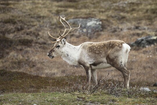 Reindeer (Rangifer tarandus) in the tundra, Lapland, Finland, Scandinavia